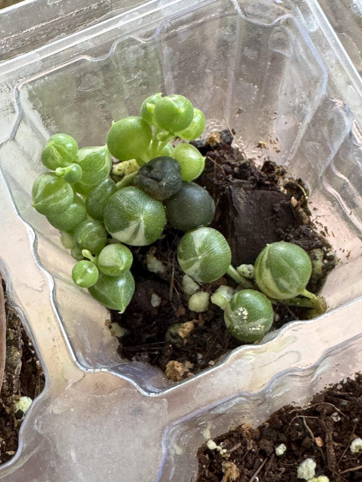 Propagation of the String: Curse of the Black Pearl