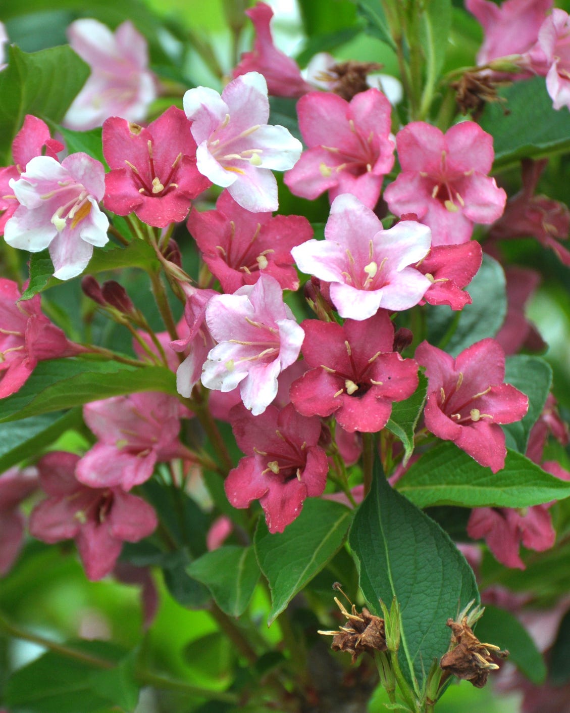 weigela with white and pink flowers blooms in the garden.