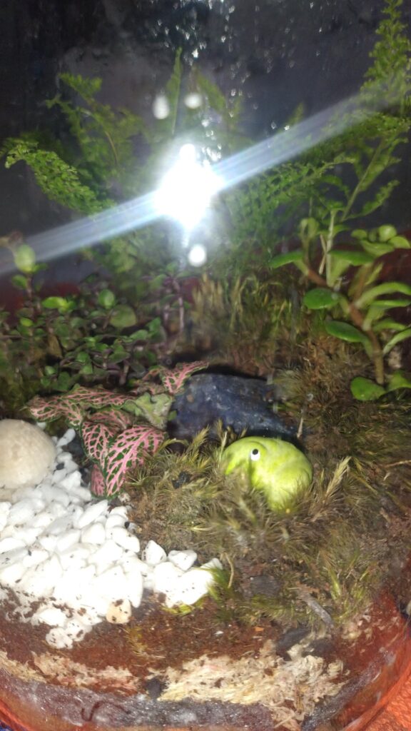 Is my moss thirsty? Is my moss thirsty?