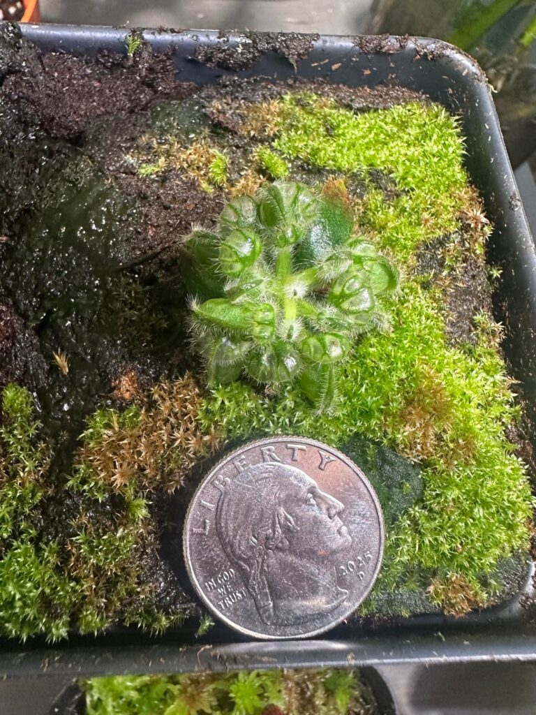 Cephalotus from October 2025 - march 2026