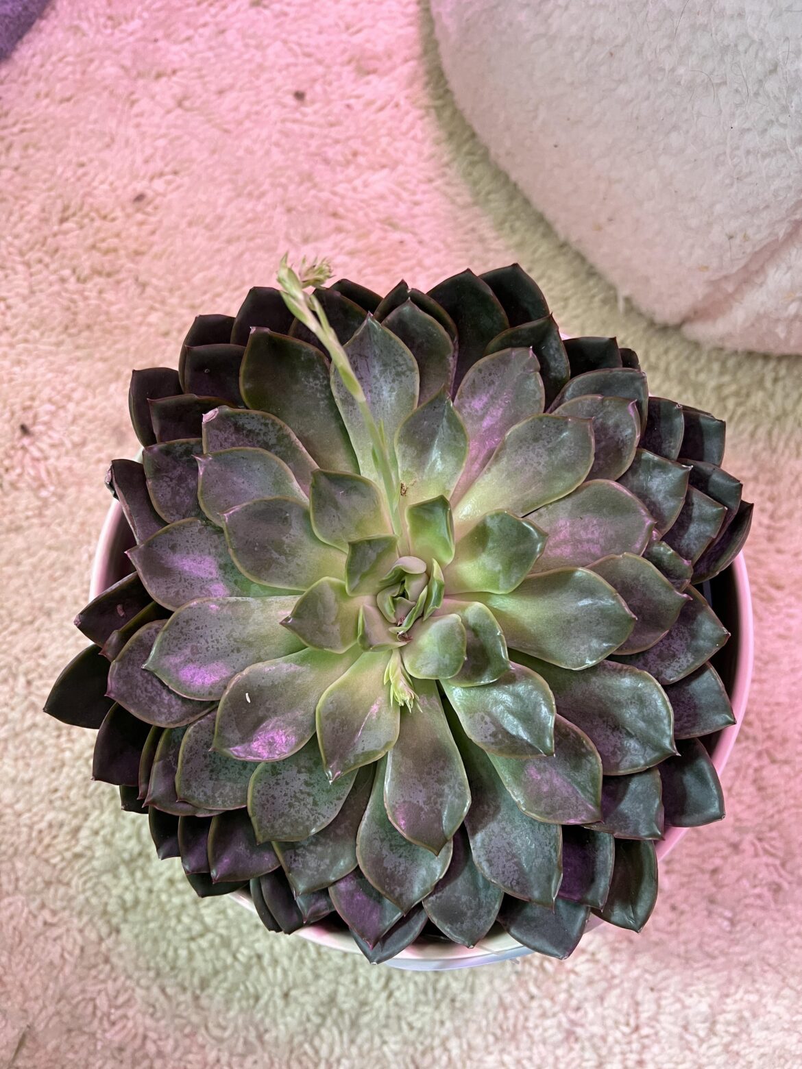 ID please