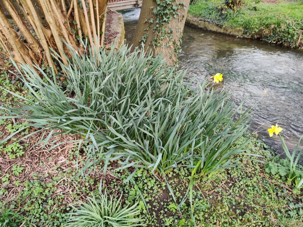 Blind daffodils