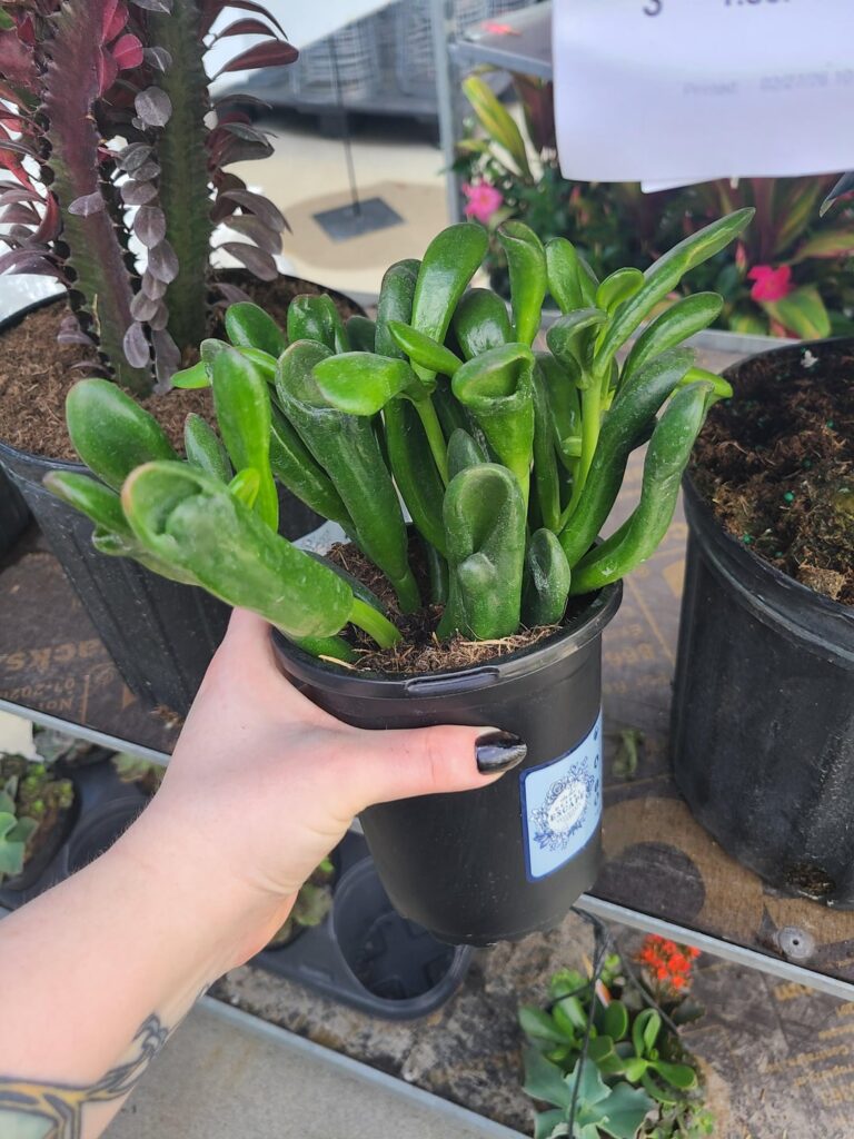Monster jade???