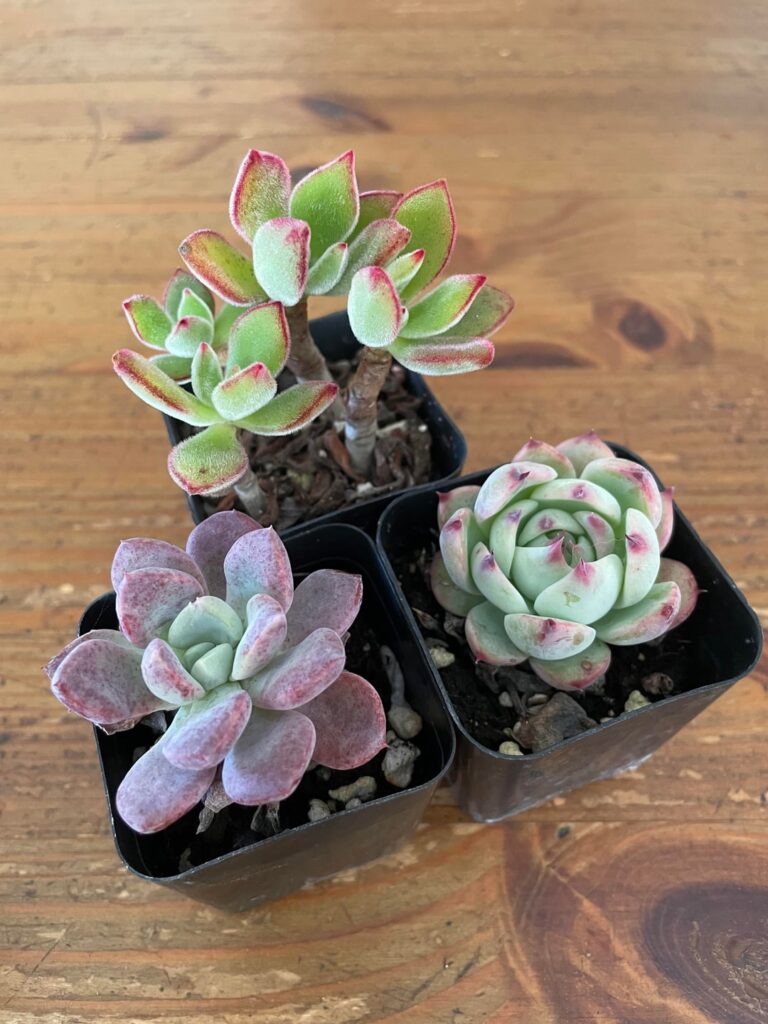 Please tell me what I brought home
