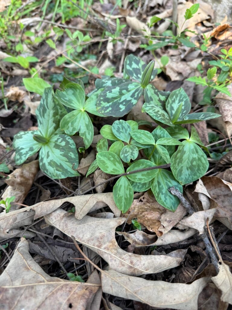 Ephemerals about to go off.