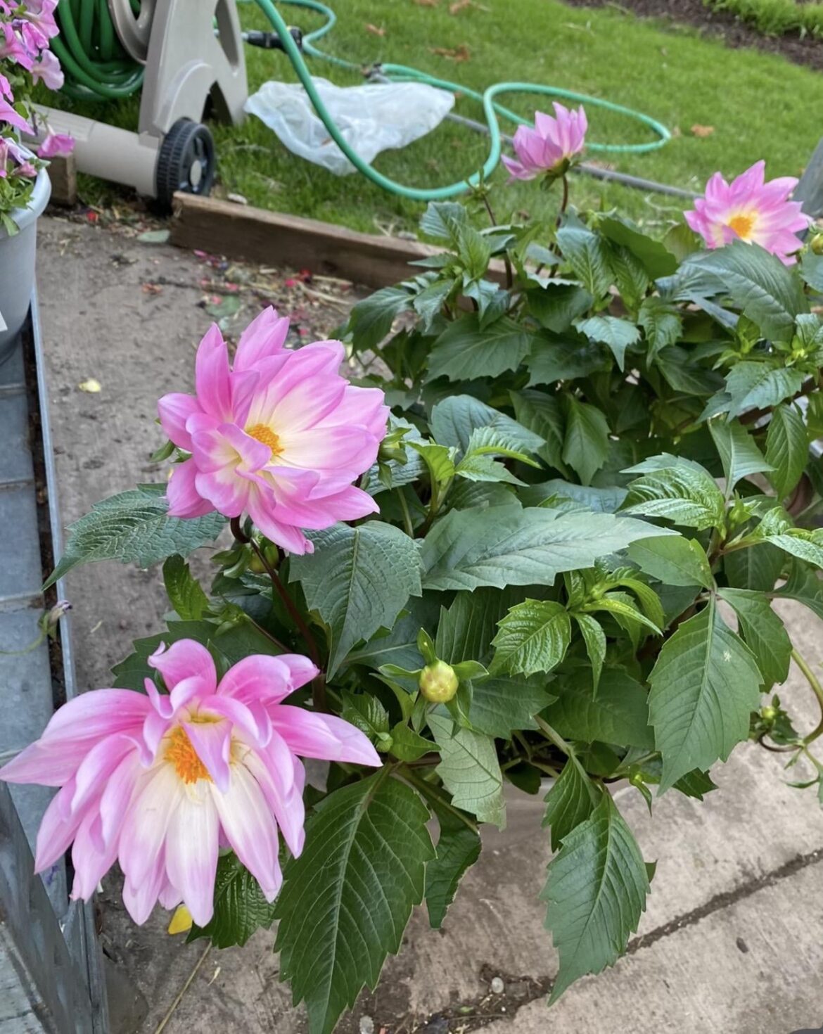 Please Help me find this specific variety of Dahlia!!!