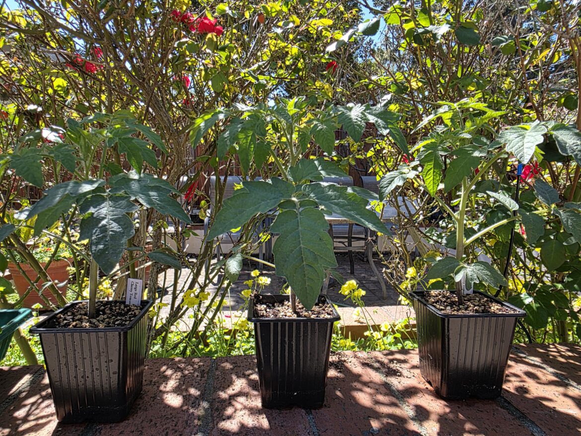 How to determine strongest tomato plant to keep?