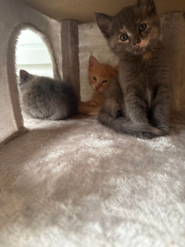 NASA we have kittens