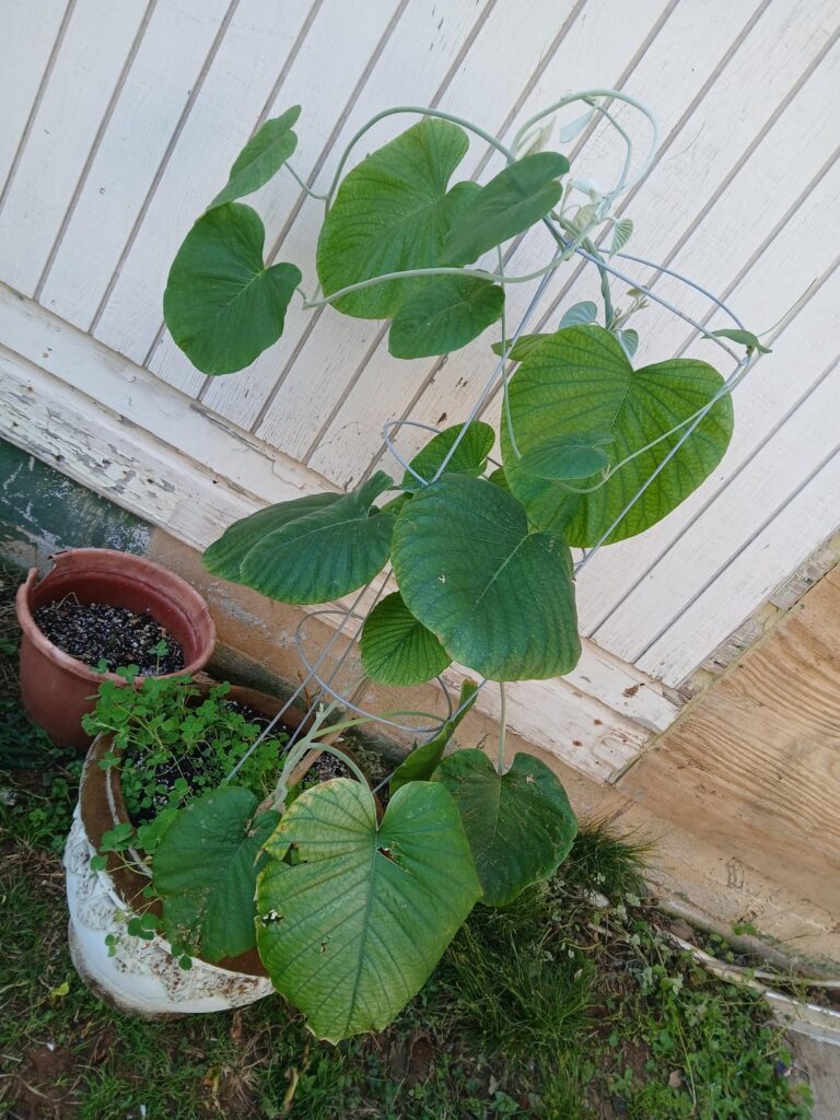 Getting tropicals to flower Getting tropicals to flower