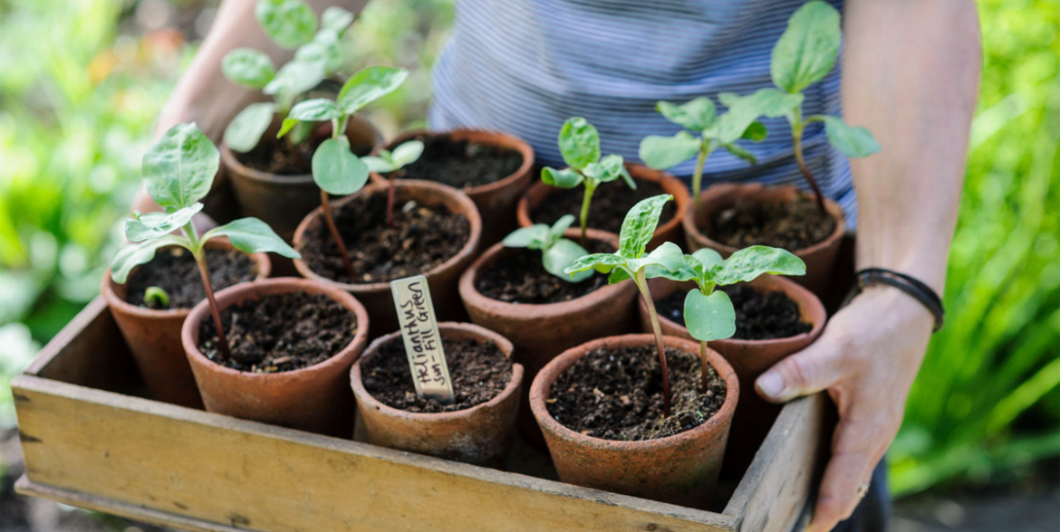 Best Flowers, Shrubs And Crops Best Flowers, Shrubs And Crops