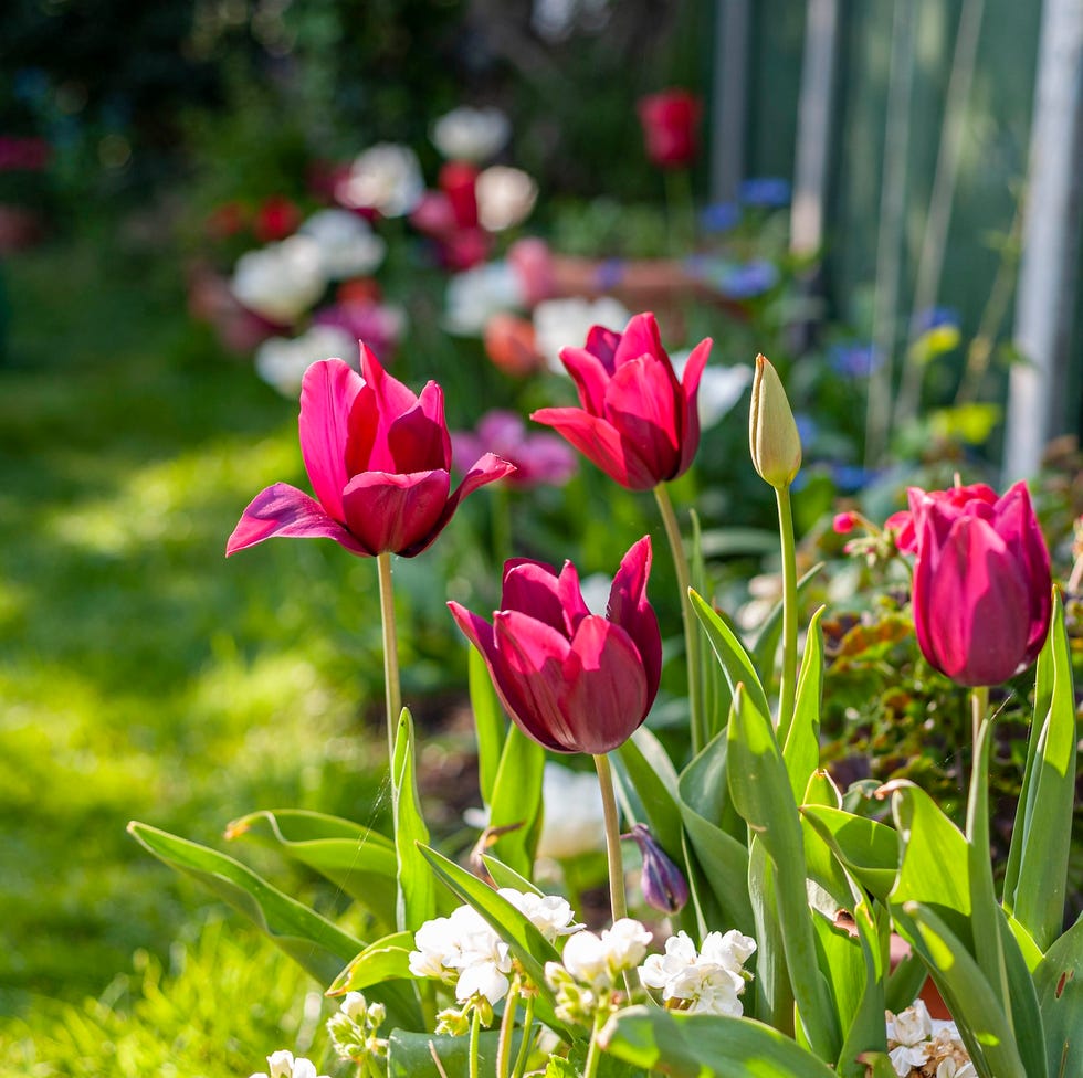 tulips in pots in spring garden