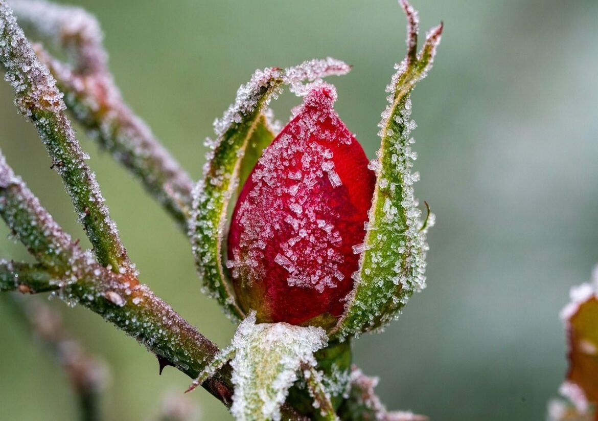 top garden plants to cut back now