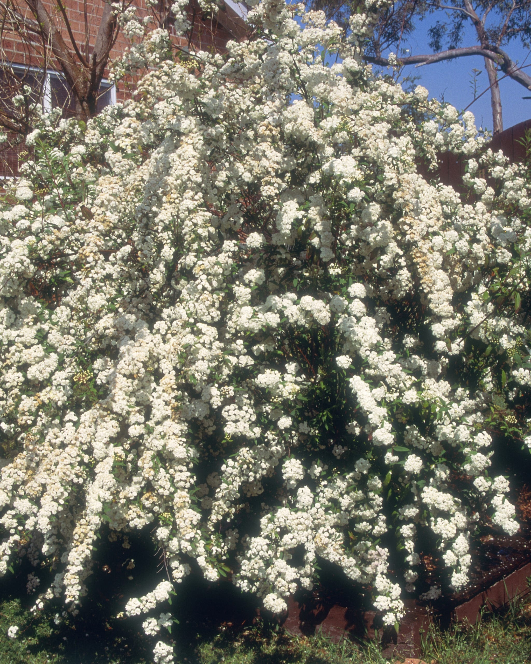 white flowering spirea cantoniensis