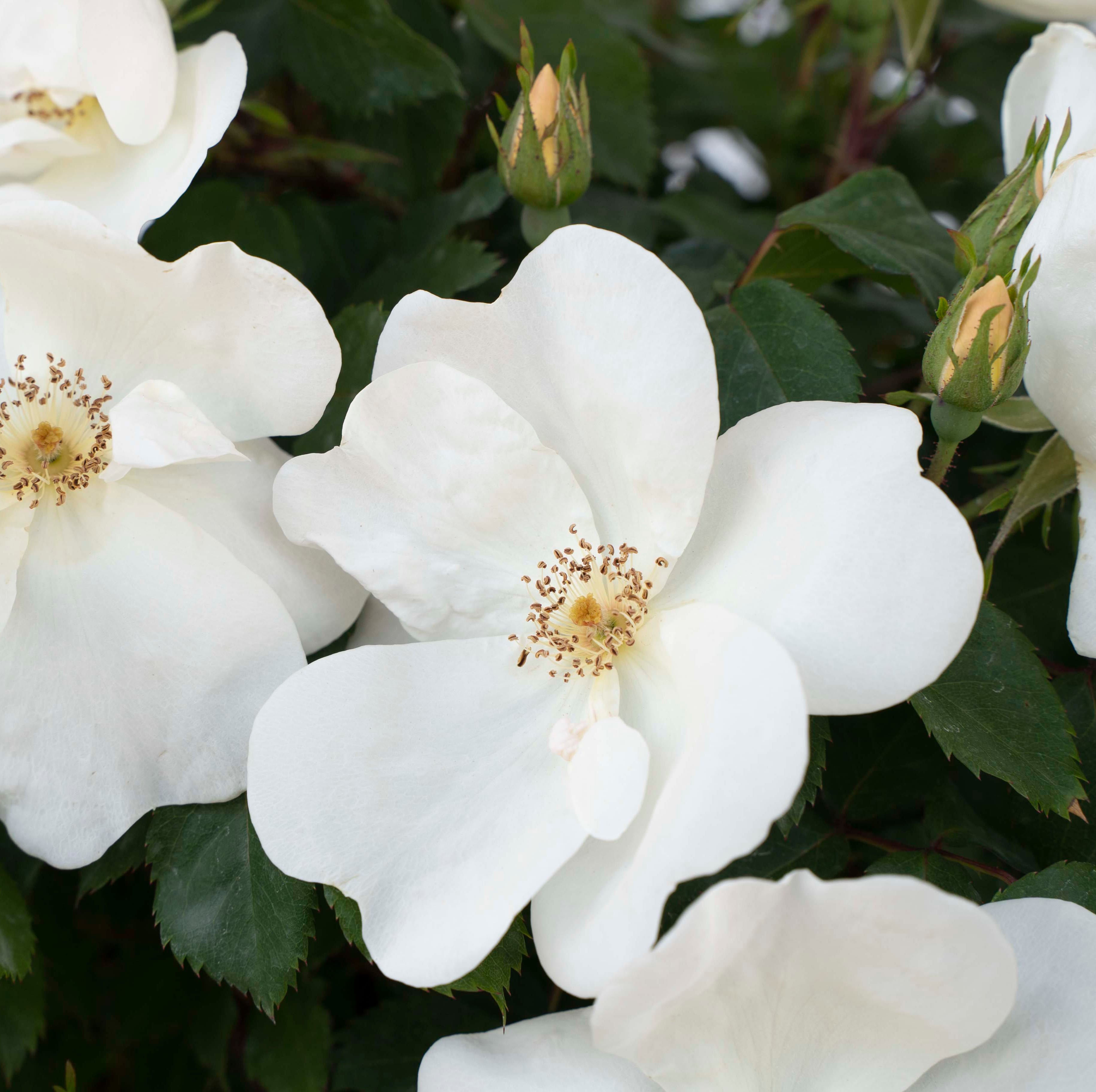 star roses and plants white knock out