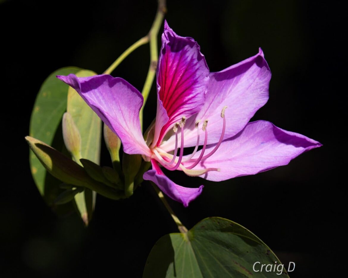 Orchid Tree [oc]