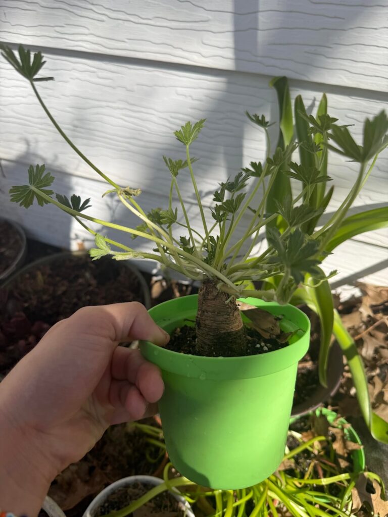 “Cuadex” ID?