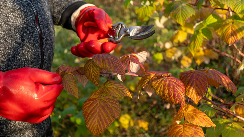 A gardener inspects a raspberry bush whose leaves have turned for the fall.