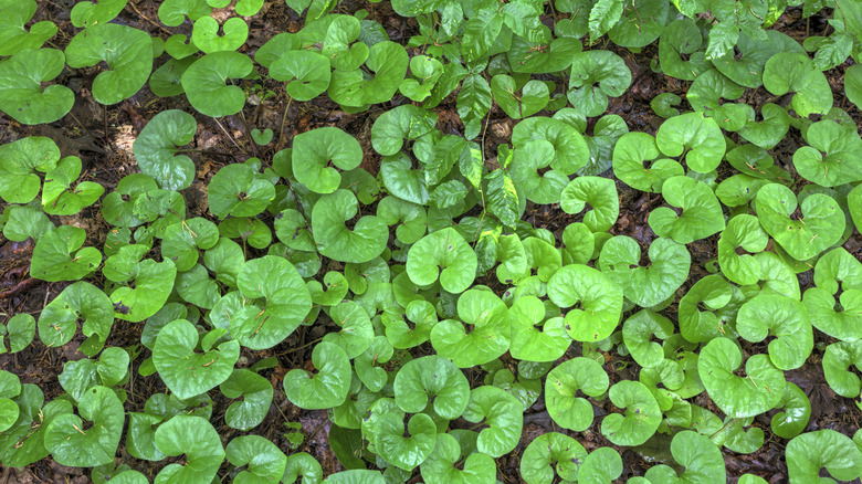 Wild ginger growing as ground cover.