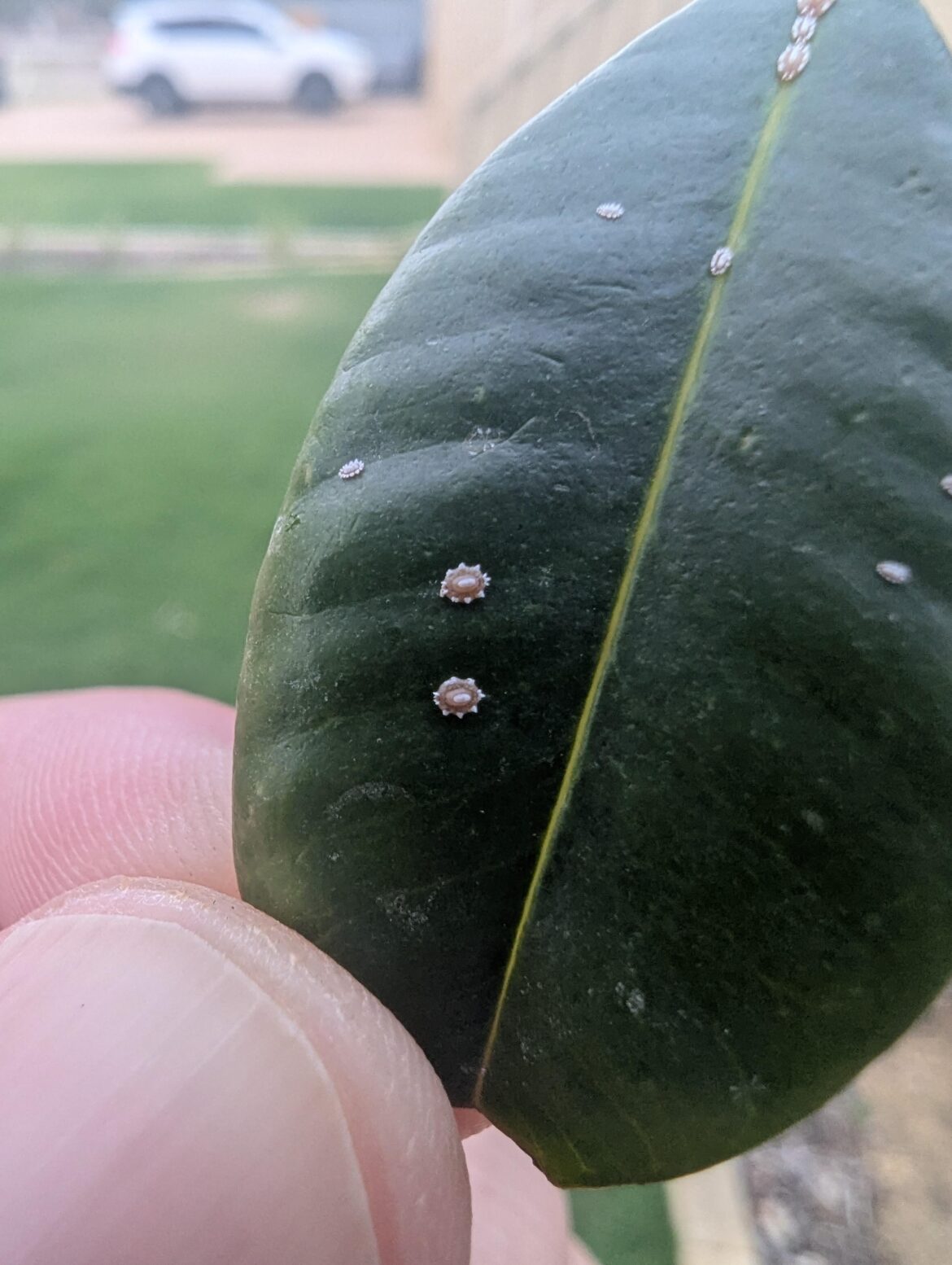 Scale on Lilly Pilly