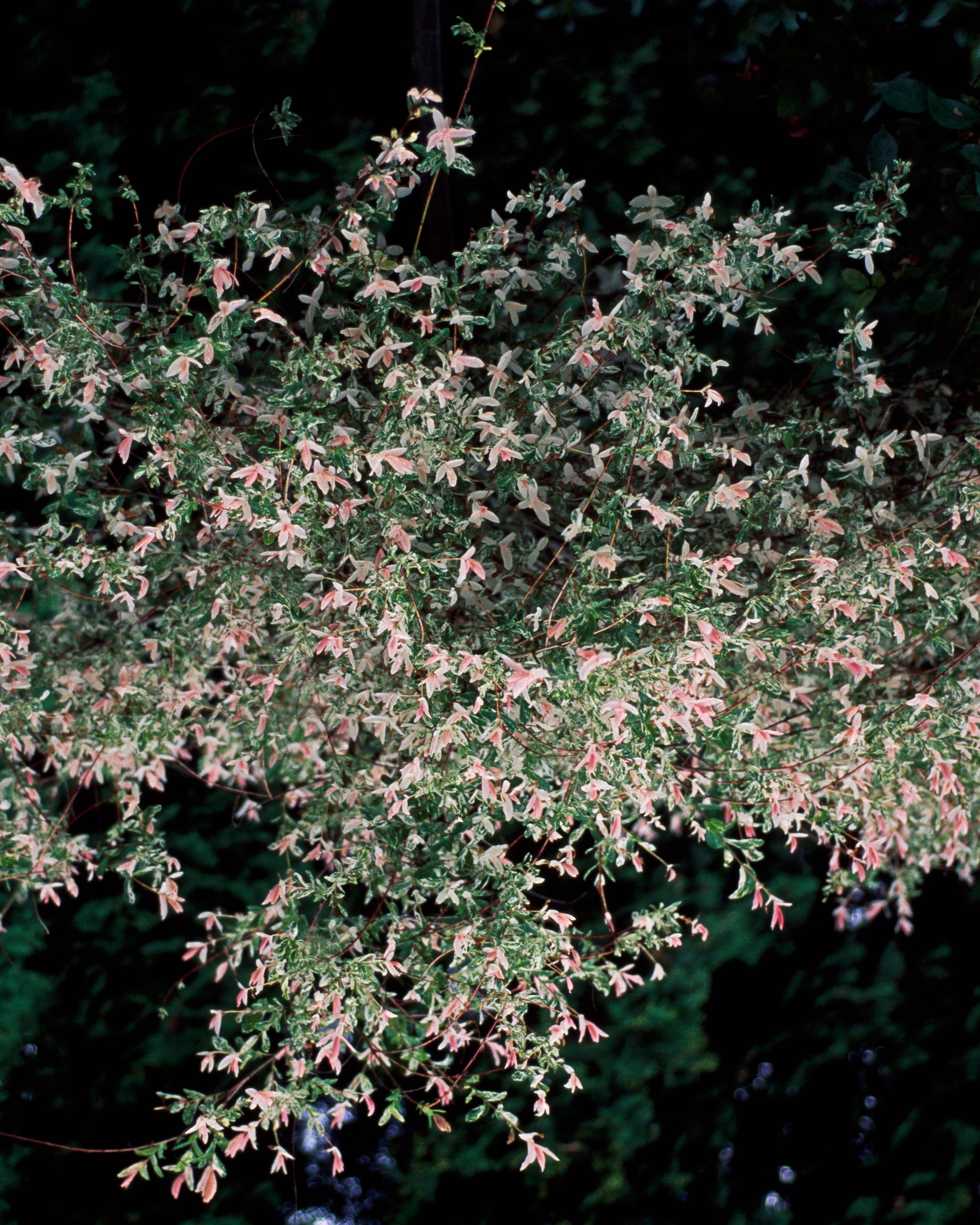 Willow flower specimen (Salix integra Alba Maculata), Salicaceae