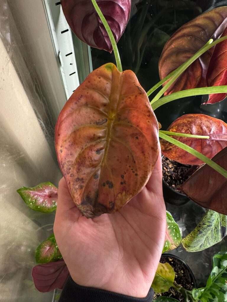 Greenhouse Help