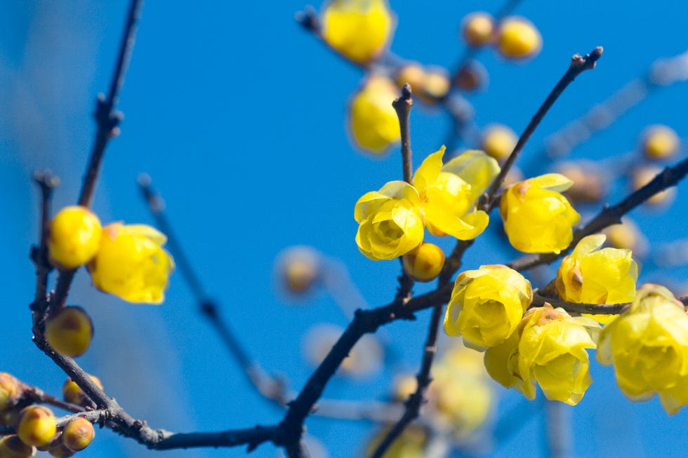 flowers of japanese allspice chimonanthus praecox