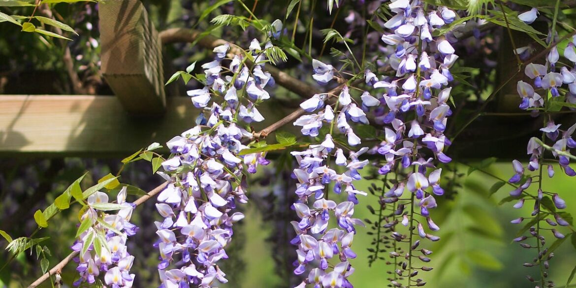 7 Beautiful Climbing Plants That Will Turn Your Pergola Into a Garden Showpiece 7 Beautiful Climbing Plants That Will Turn Your Pergola Into a Garden Showpiece