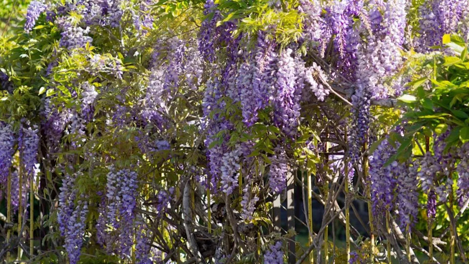 Wisteria