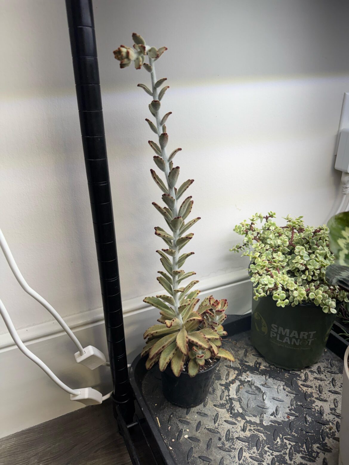 Why does my kalanchoe look so wonky Why does my kalanchoe look so wonky
