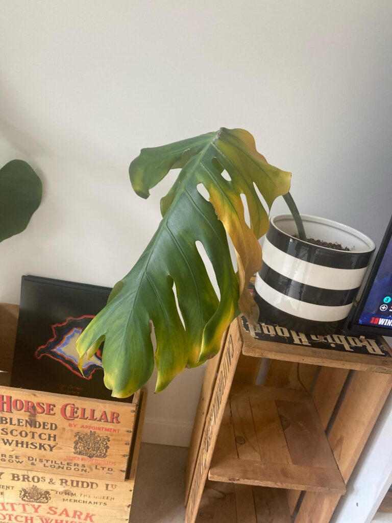 i cant stop her from turning yellow