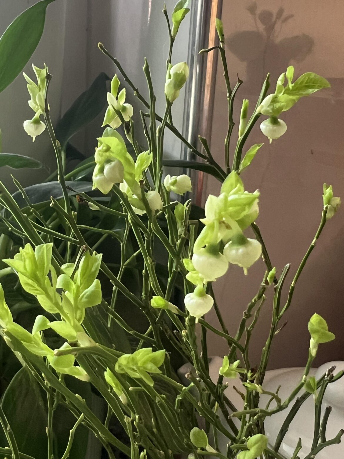 Found in a bouquet / Switzerland