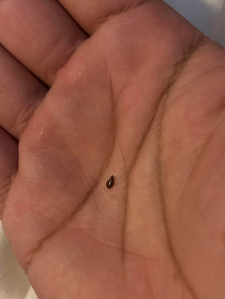 Is this a seed? We find them on our bedsheets every now and then (like a couple at a time). Small, black, shiny, they remind me of the seeds on grain bread, but we don’t eat in bed.