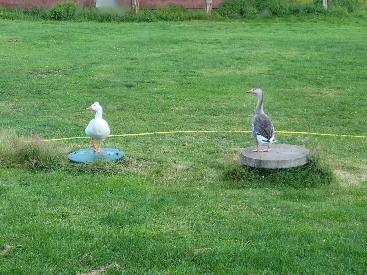 King of the Mountain, confused geese edition.