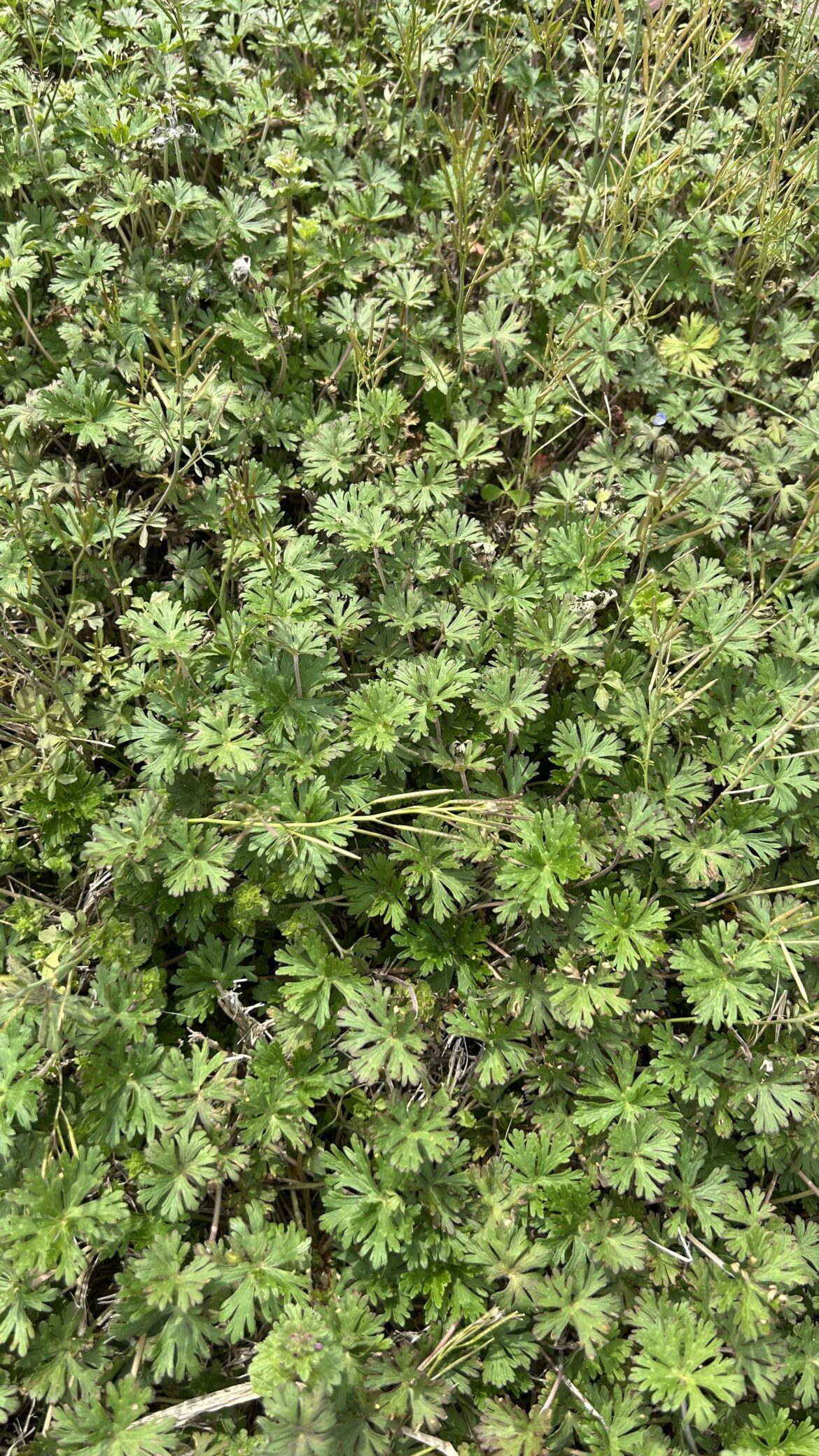Carolina cranesbill?