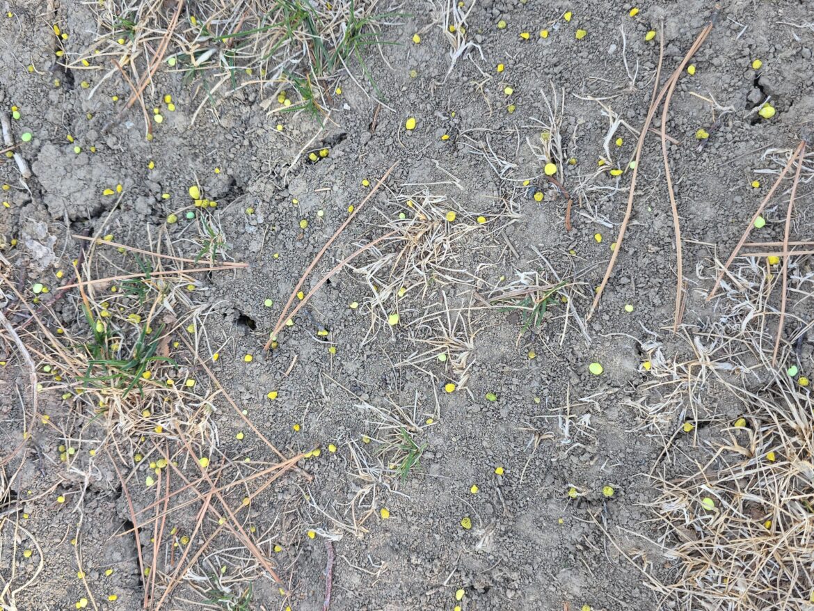 Is this a slow release fertilizer? Is this a slow release fertilizer?