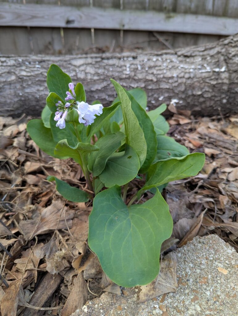 Spring is here! What's blooming in your garden?