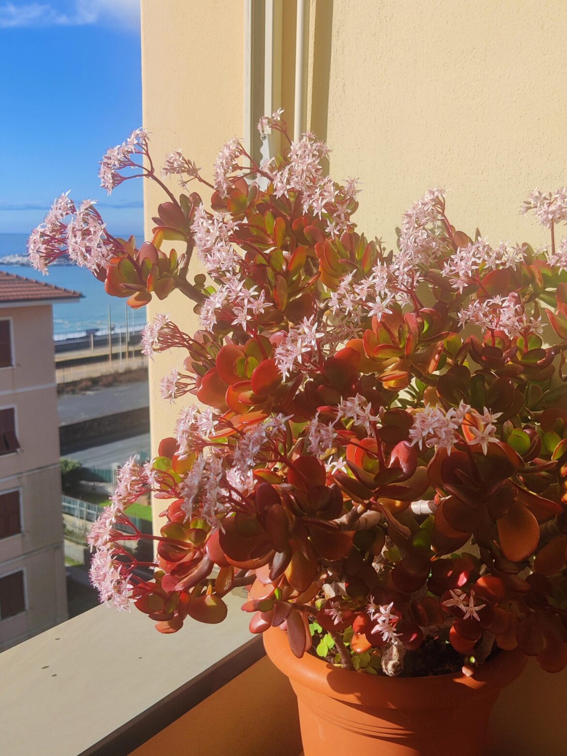 Ho questa pianta da almeno 10 anni ma è la prima volta che fiorisce.