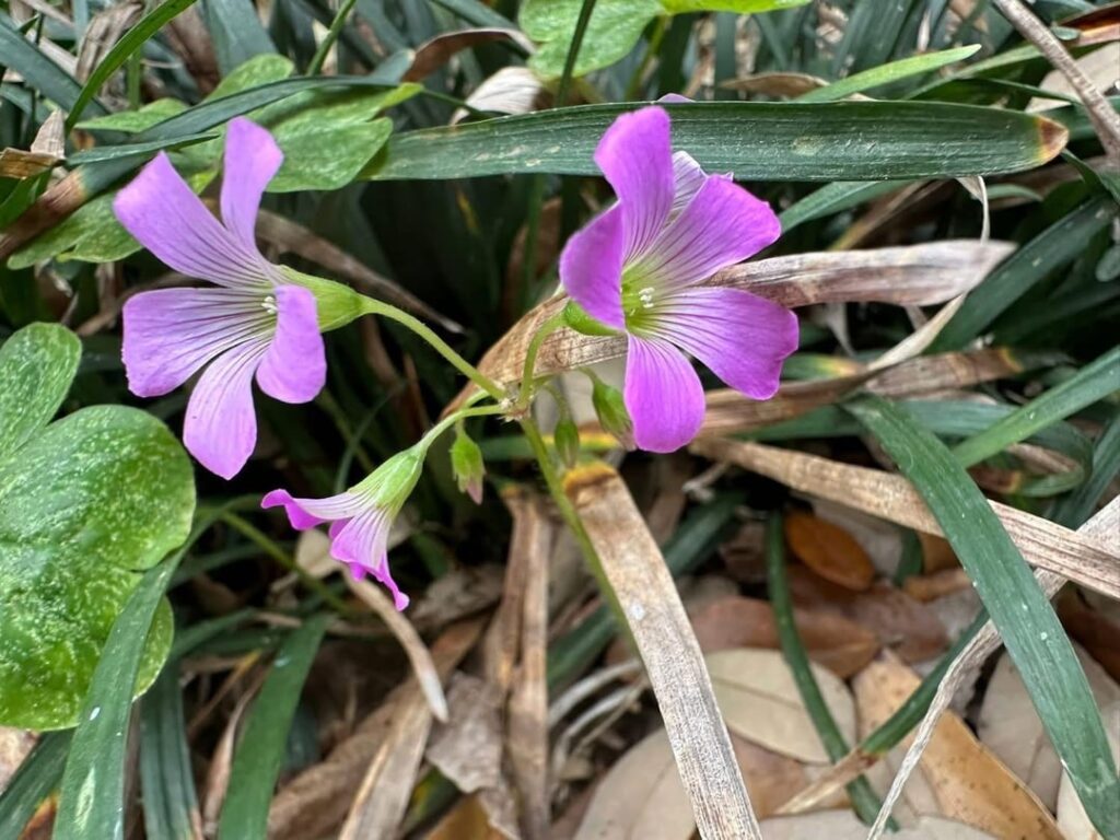 Just some random flowers I saw today