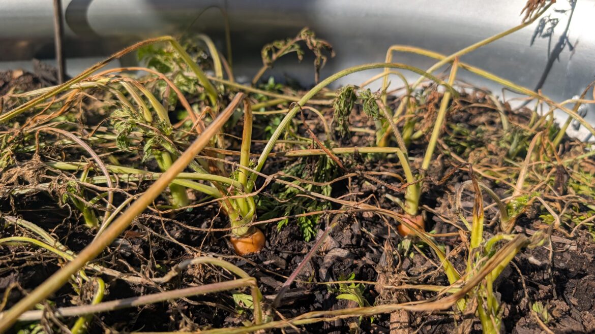Carrots left in soil all winter