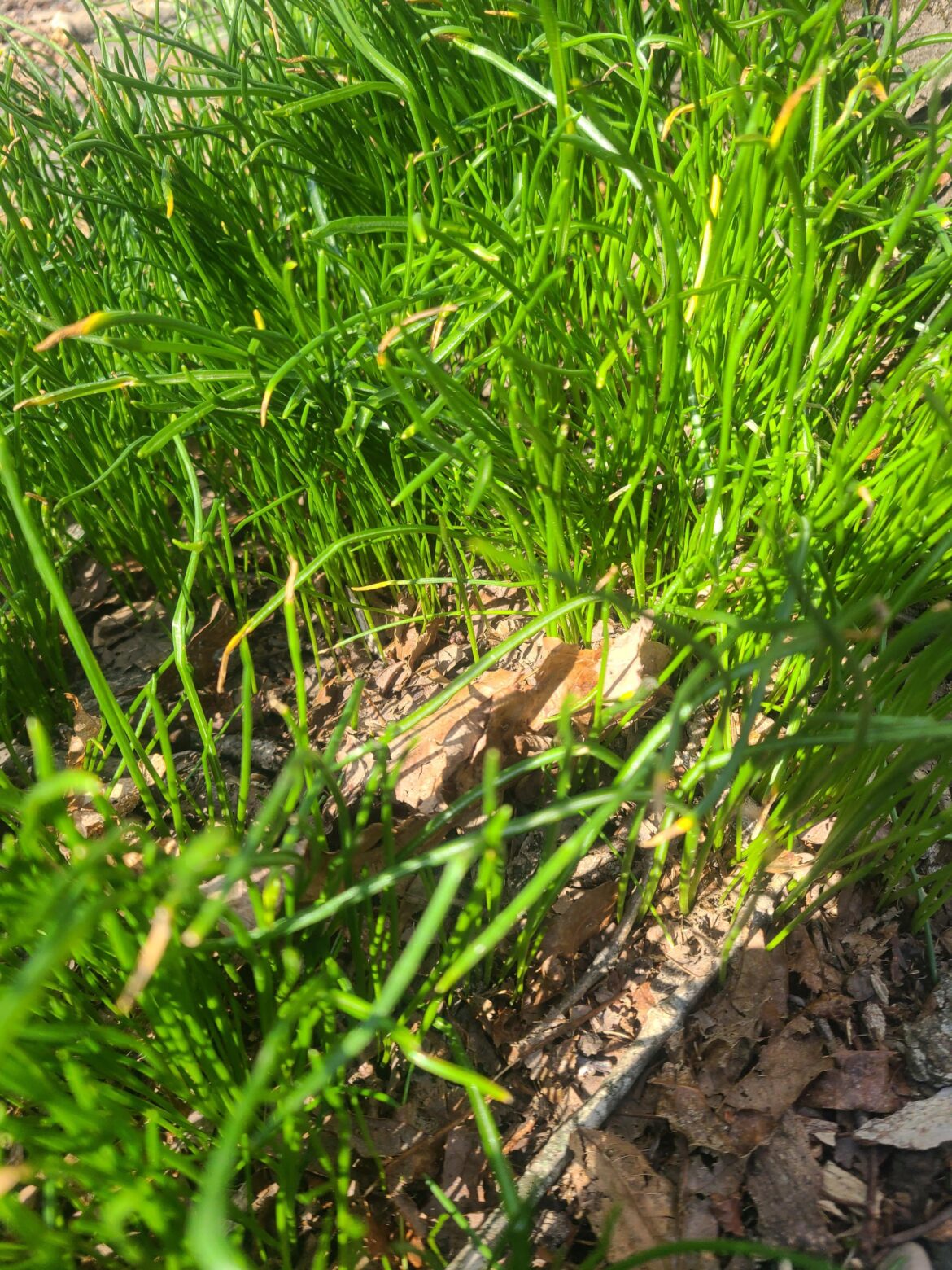Am i looking at wild garlic?