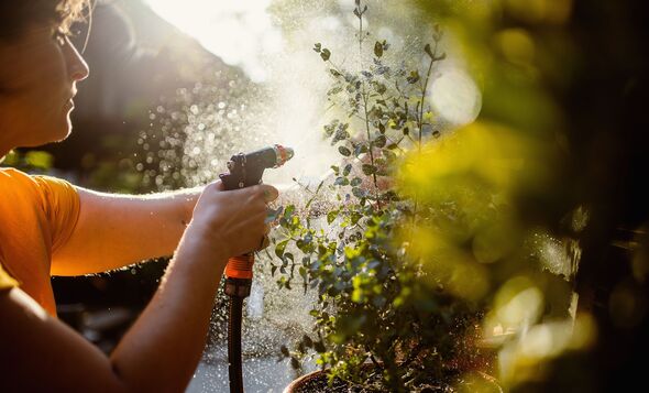 Woman taking care of plants Woman taking care of plants