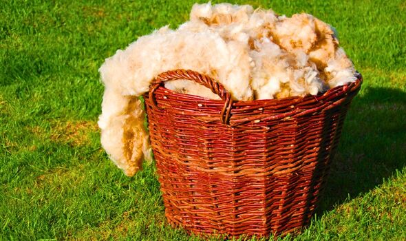 Picture of a basket filled with sheep wool