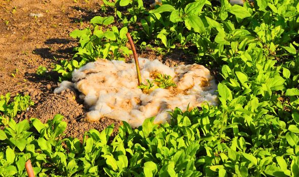 Picture of sheep wool being used as a mulch