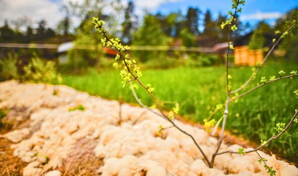 Picture of sheep wool being used in a garden