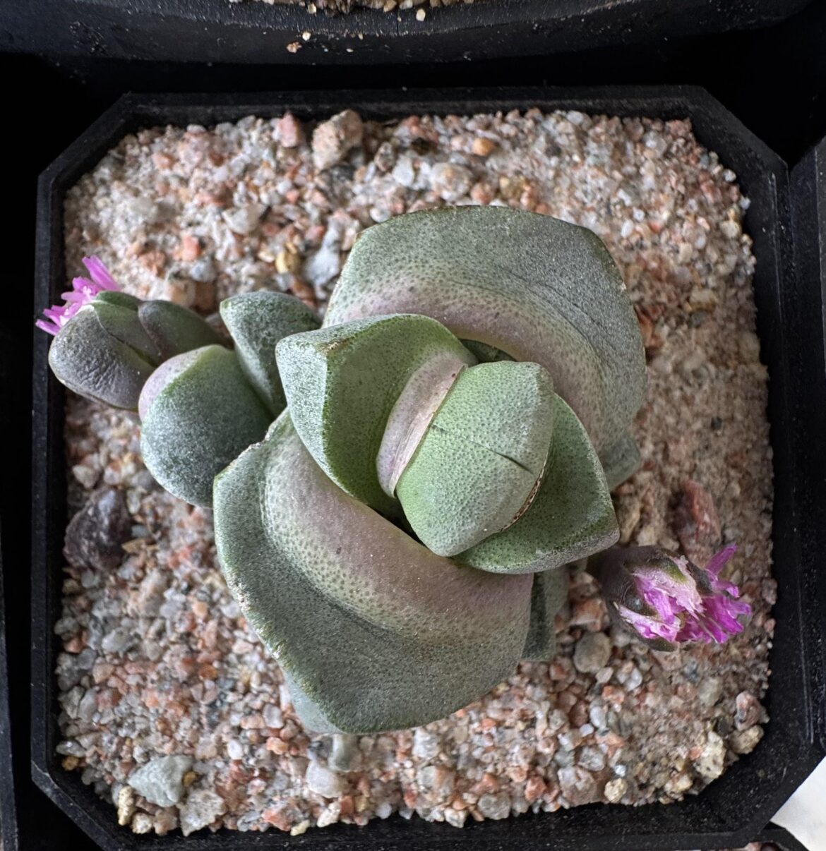 Didymaotus Lapidiformis