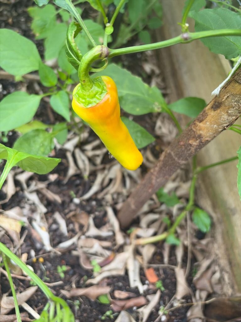 What are these?