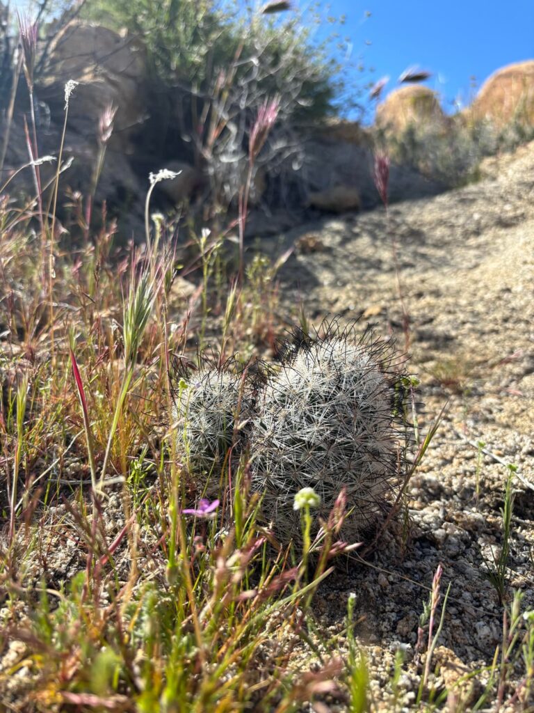 Cochemiea tetrancistra in habitat, Mojave desert.