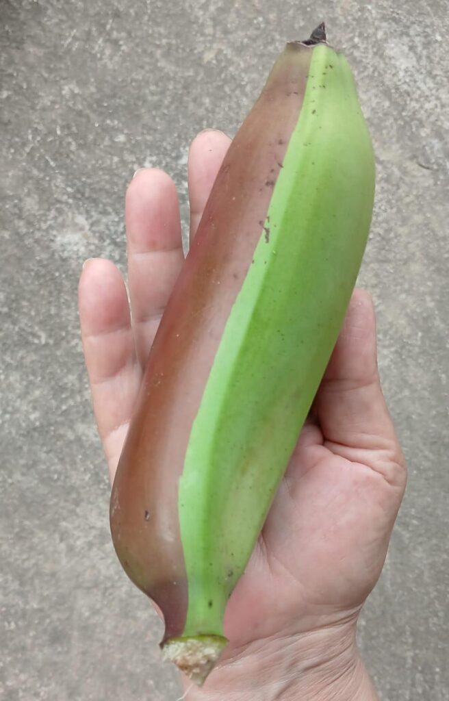This banana has two sides. Is that normal? This banana has two sides. Is that normal?