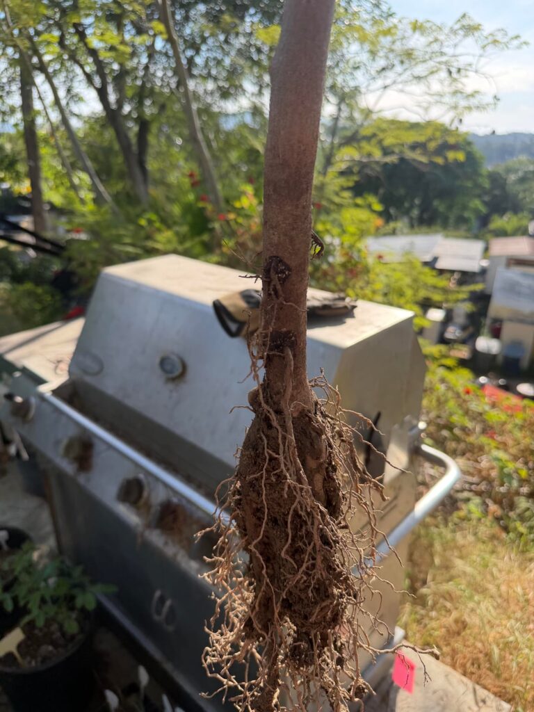 Did I expose the root flare of this fruit tree? [It will be planted in the ground in the near future].