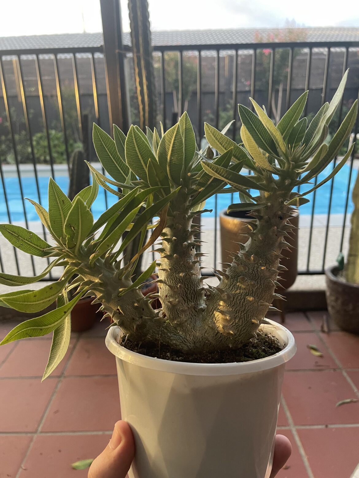 Is it too late to hard grow?